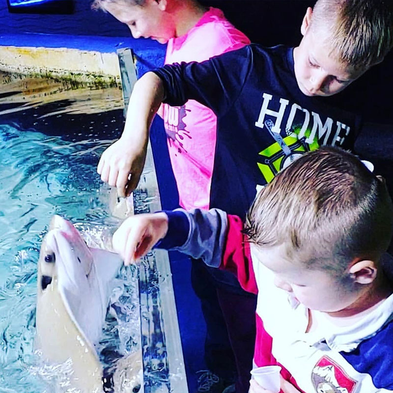 guests feeding rays
