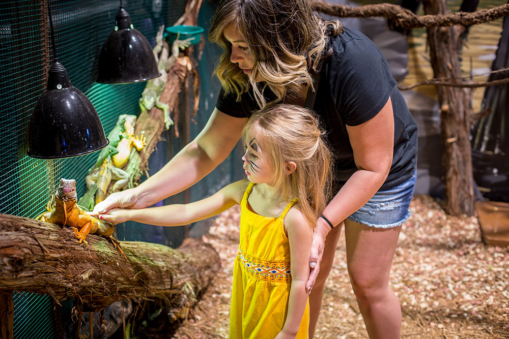 guests pet lizard on tree branch