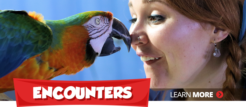 Encounters (Section Content)