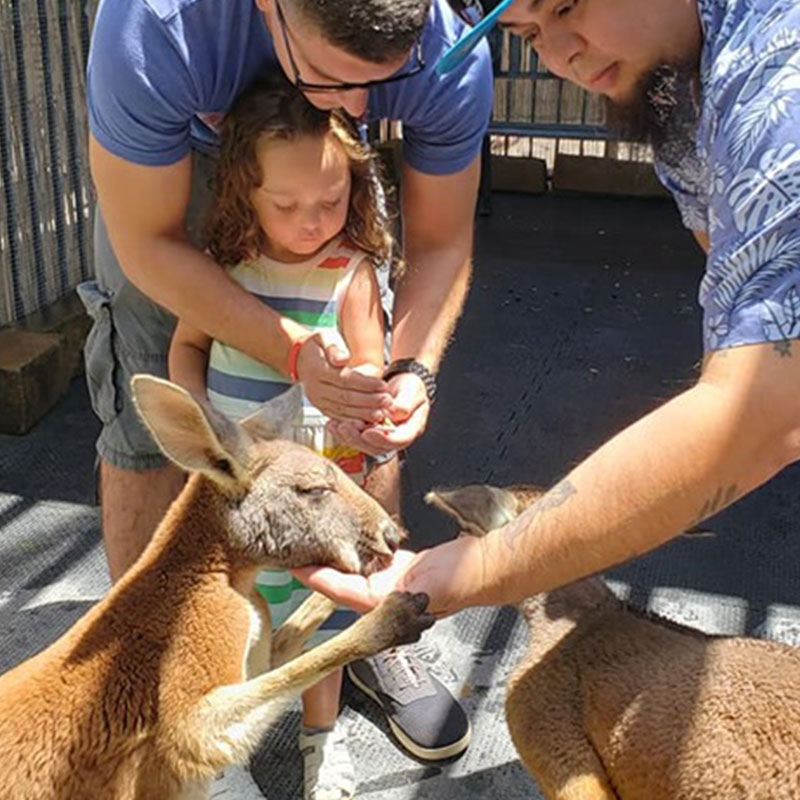 Guests meet kangaroos