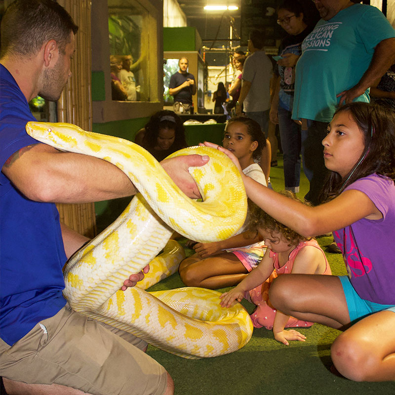 guests enoying close up experience with large snake