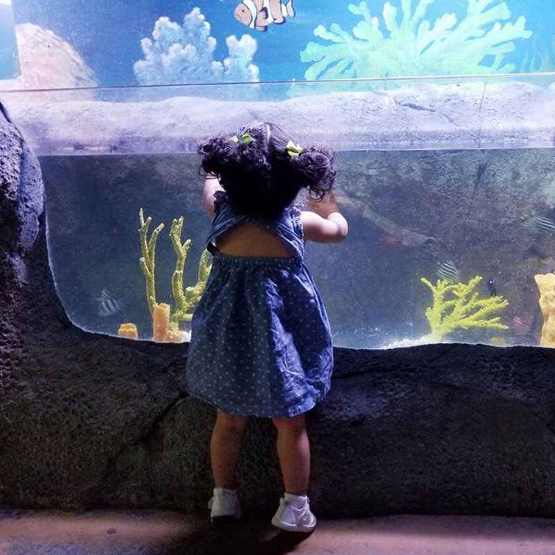 young girl looks at fish in aquarium