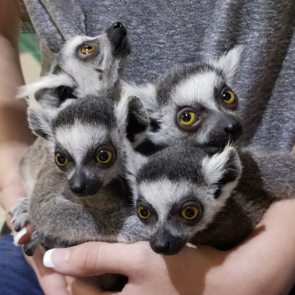 four young lemurs four young impact lemurs