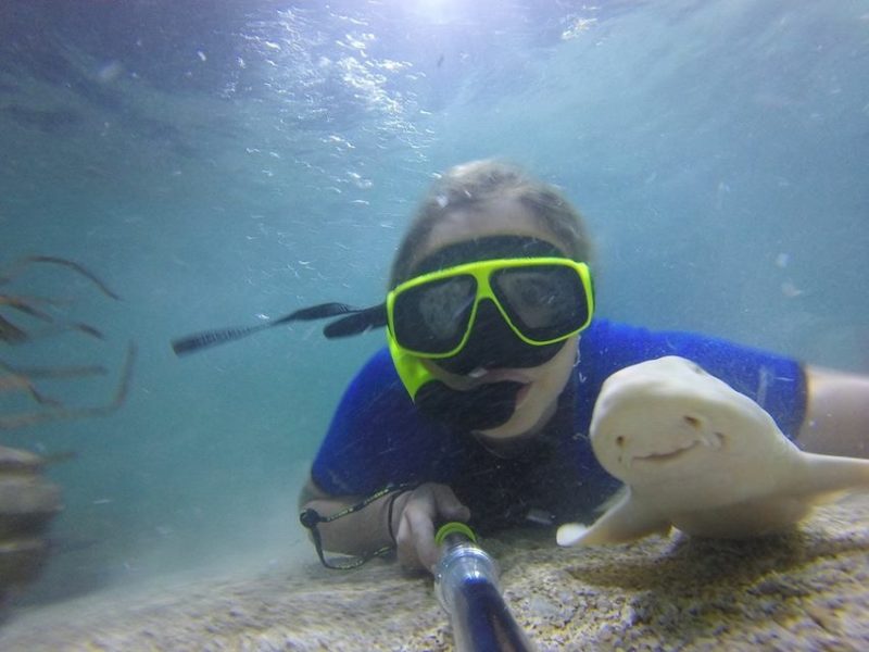 ALBINO BAMBOO SHARK – Waldo 01