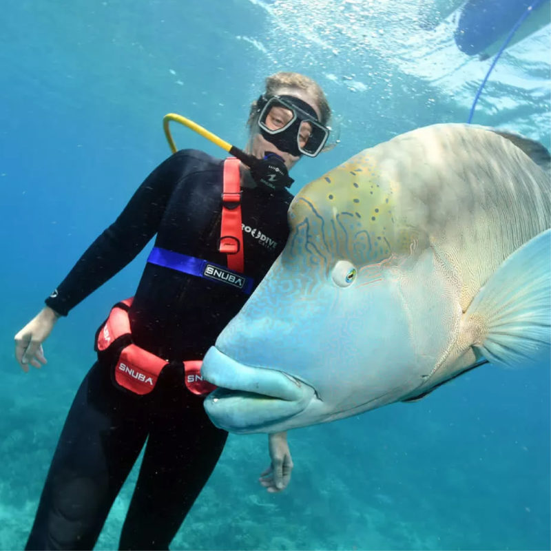 SNUBA_800X800-01