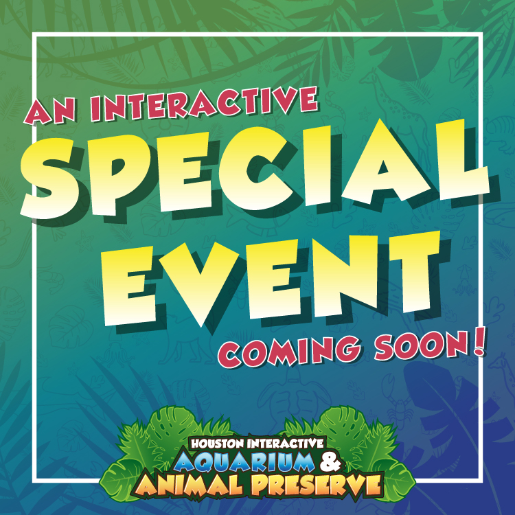 SPECIAL EVENTS SQUARES_COMING SOON
